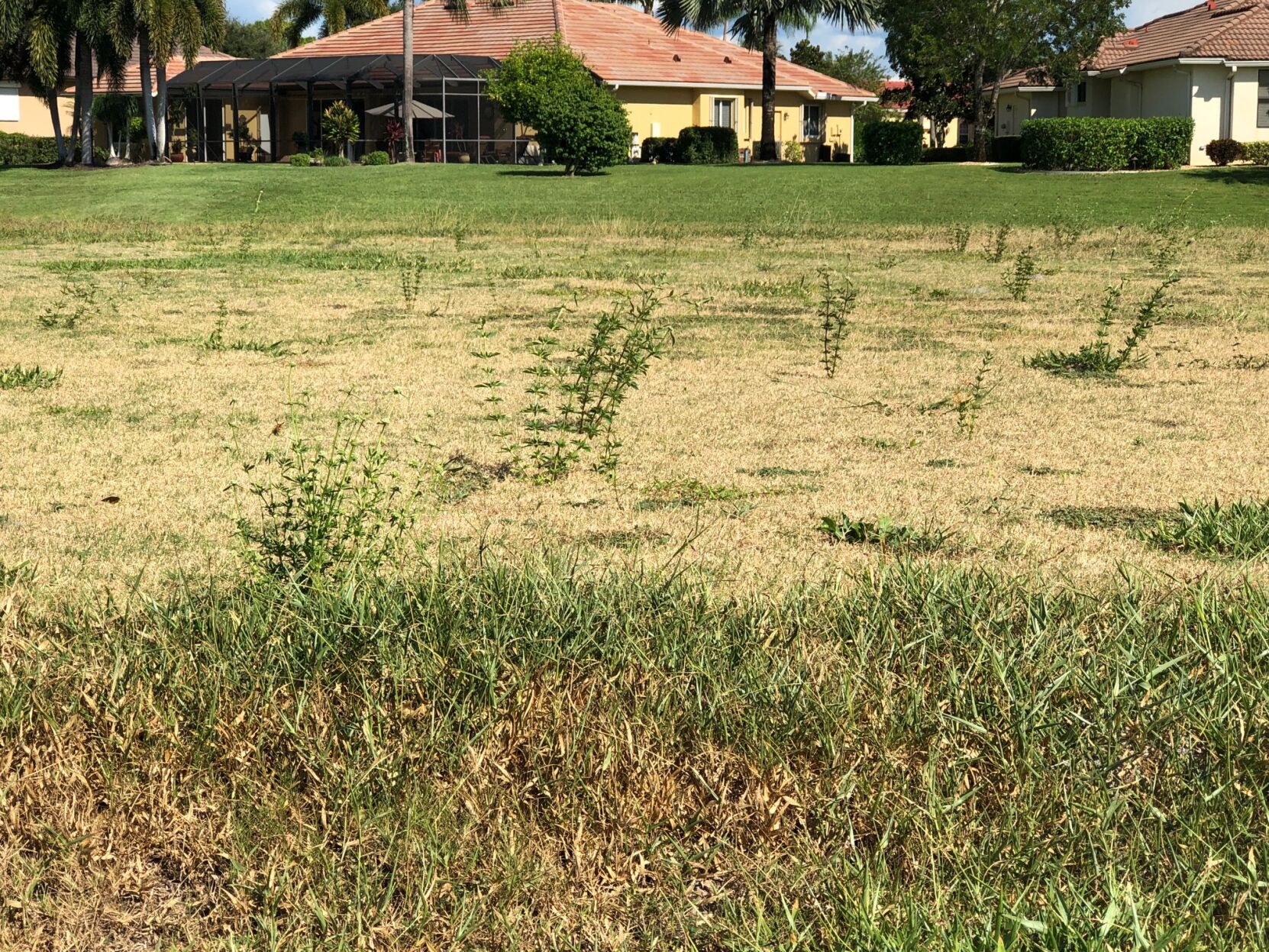 Weeds on the tee green